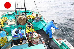 北海道オホーツク海のカニ漁