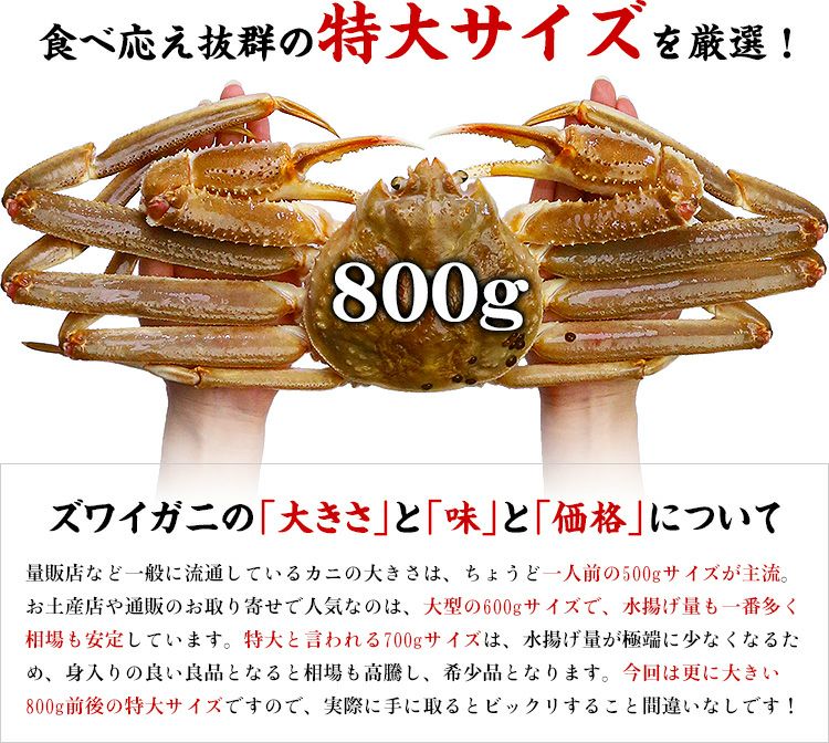 鮮度抜群 希少な特大サイズの生ずわいがに姿800g前後 2杯入 越前かに職人 甲羅組