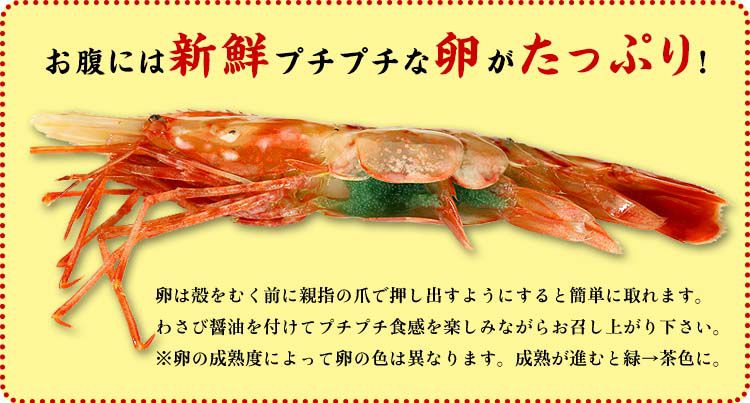 子持ちぼたんえび1kg 約15尾前後 越前かに職人 甲羅組 子持ちぼたんえび1kg 約15尾前後 越前かに職人 甲羅組