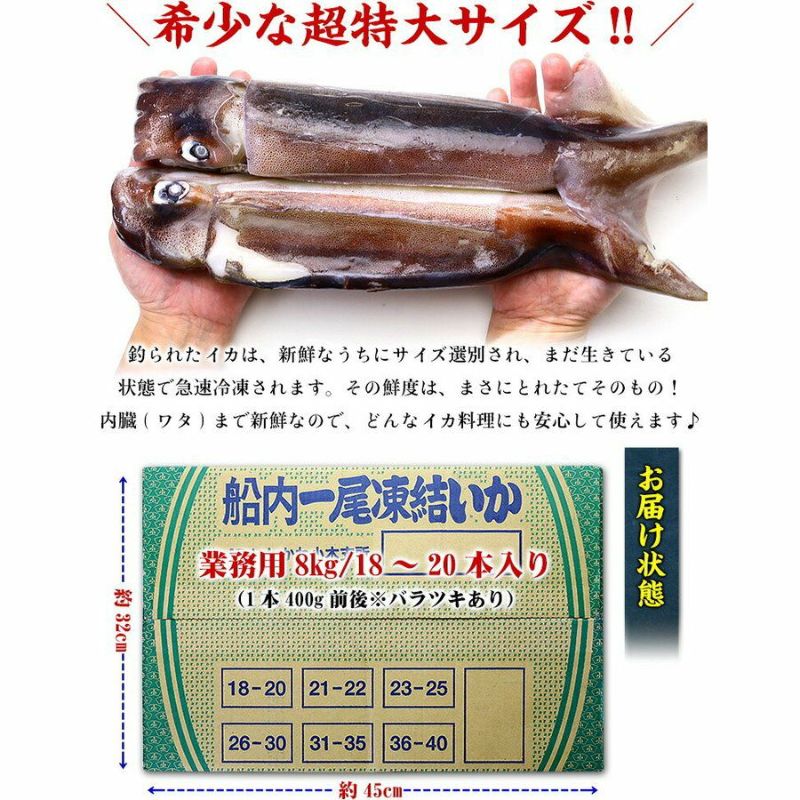 値引きする するめいか 送料無料日本海産直送 ３杯入スルメイカ 生を船上急速冷凍で鮮度抜群お刺身 いか塩辛用に 送料込 価格 通販 販売 敬老の日  ギフト kg.scps.edu.hk